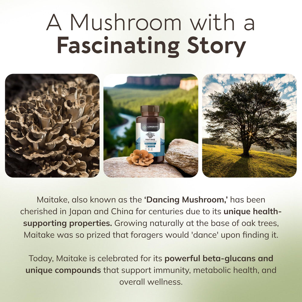 Longevity Botanicals Maitake high beta-d-glucans content for health-support