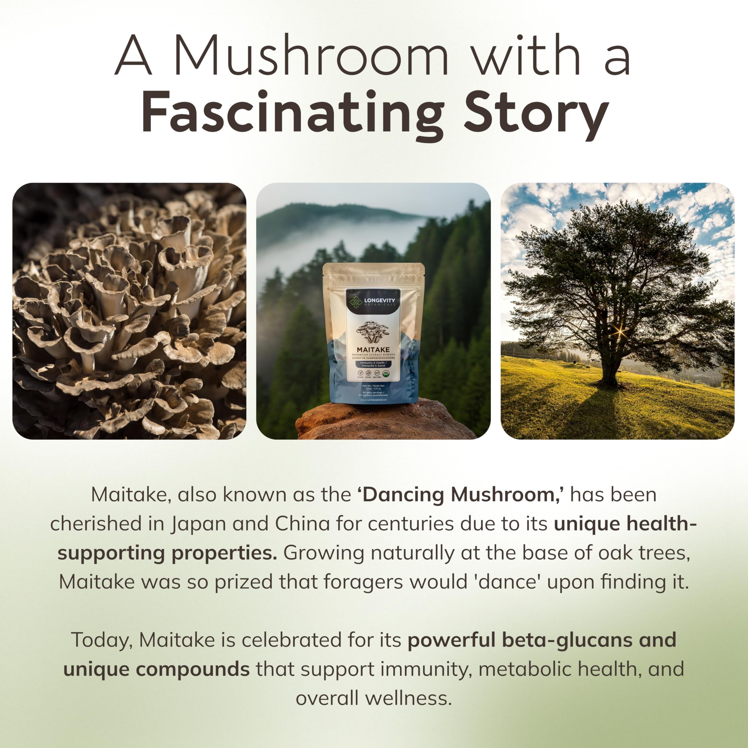 Longevity Botanicals Maitake powder microparticles emphasizing micronized texture for quick blend.