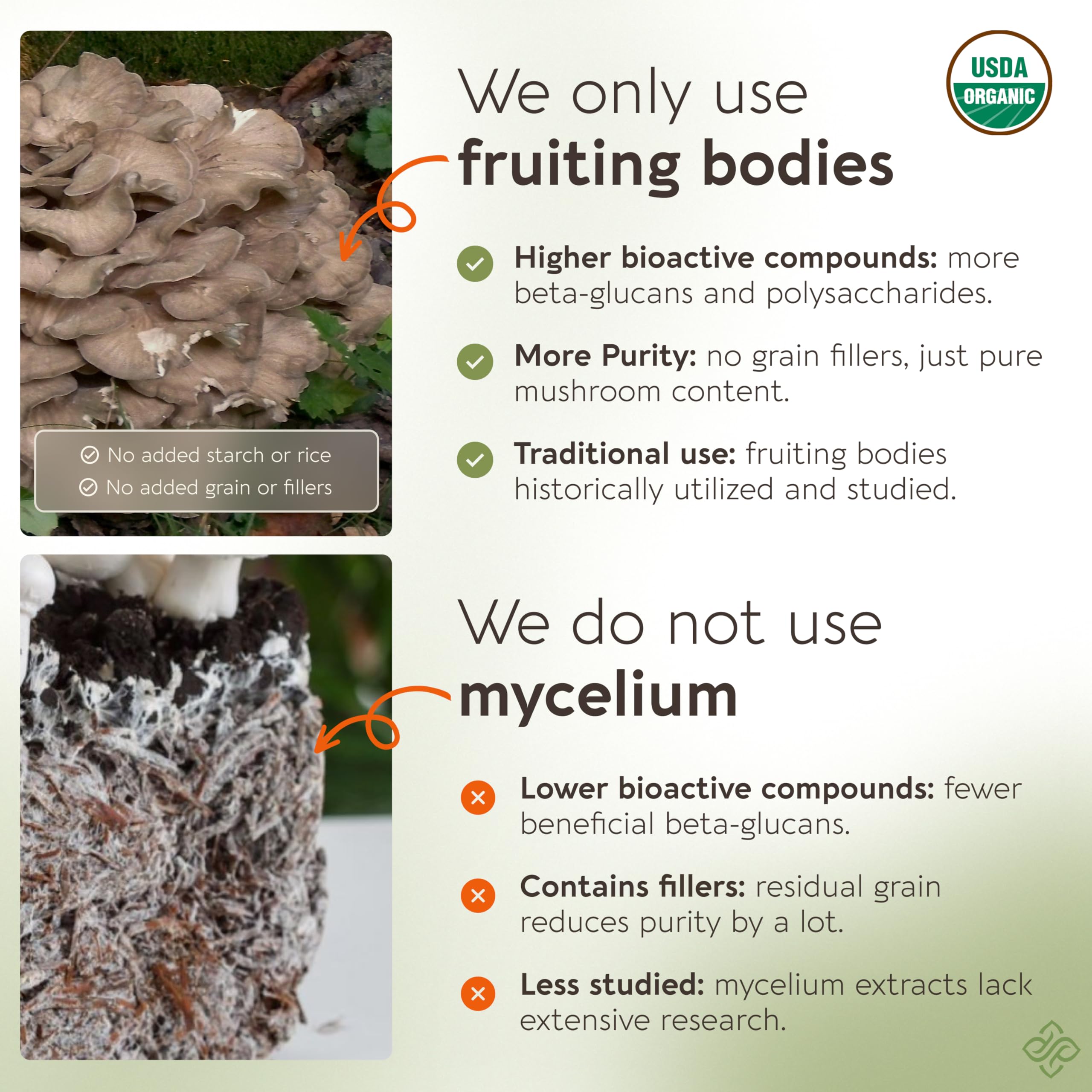 Longevity Botanicals Maitake powder scoop showing easy serving for balanced energy.