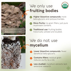 Longevity Botanicals Maitake powder scoop showing easy serving for balanced energy.