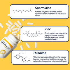 LONGEVITY LABS+ spermidine-tablet close-up emphasizes a compact daily capsule.