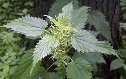 Lost Empire Herbs clean ingredients free of preservatives and GMOs.