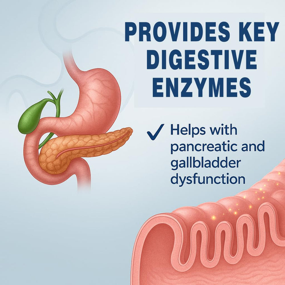 Lunza Pancreatin enzyme matrix close-up illustrating protease amylase and lipase synergy.