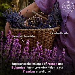Majestic Pure Lavender Oil bottle on wood for calming home fragrance