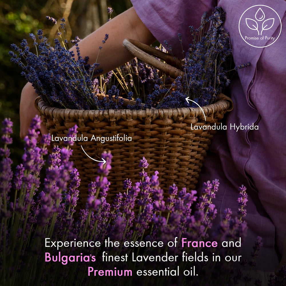 Majestic Pure Lavender Oil for candle making and fragrance crafting.