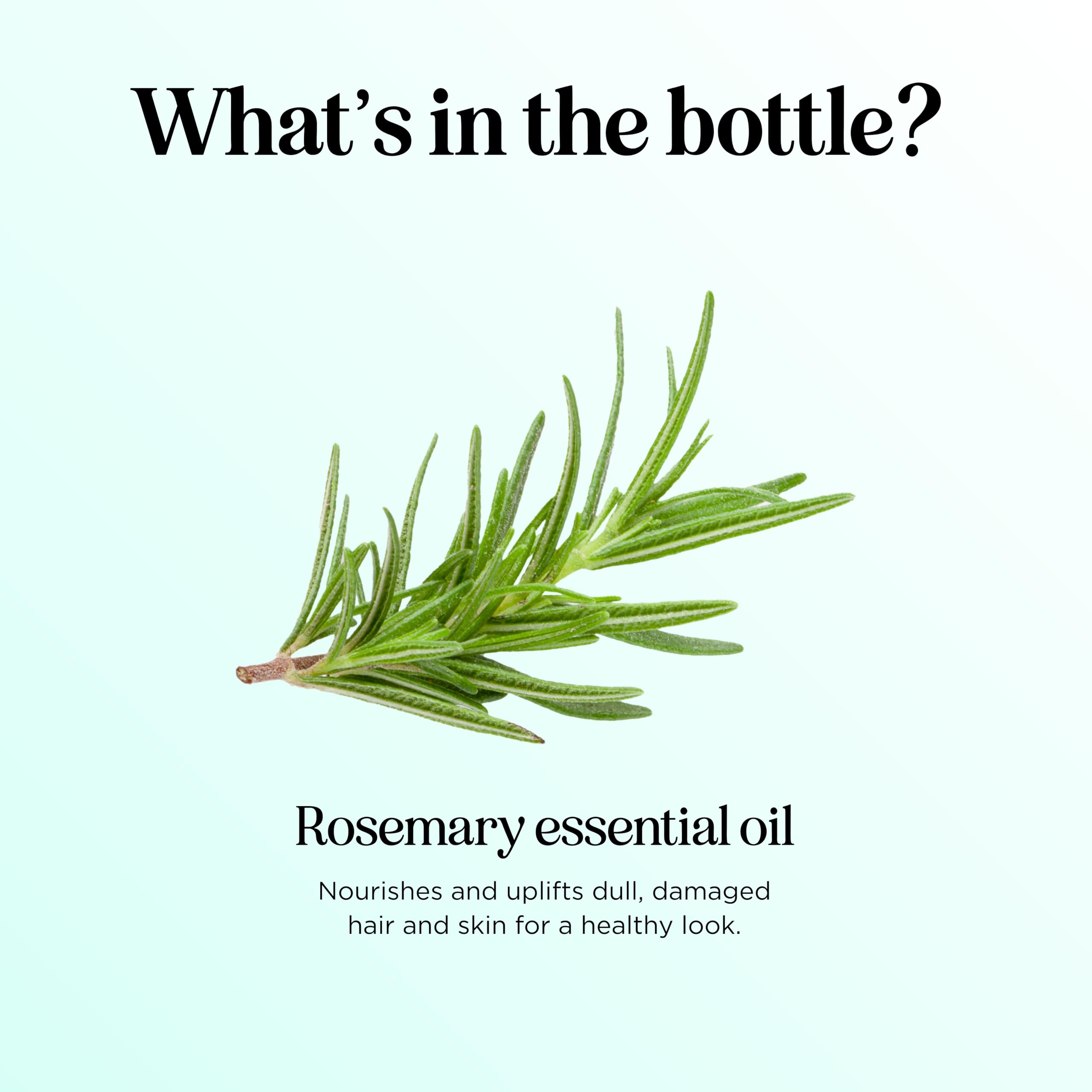 Maple Holistics Rosemary Oil hair application for scalp care in daily routines.