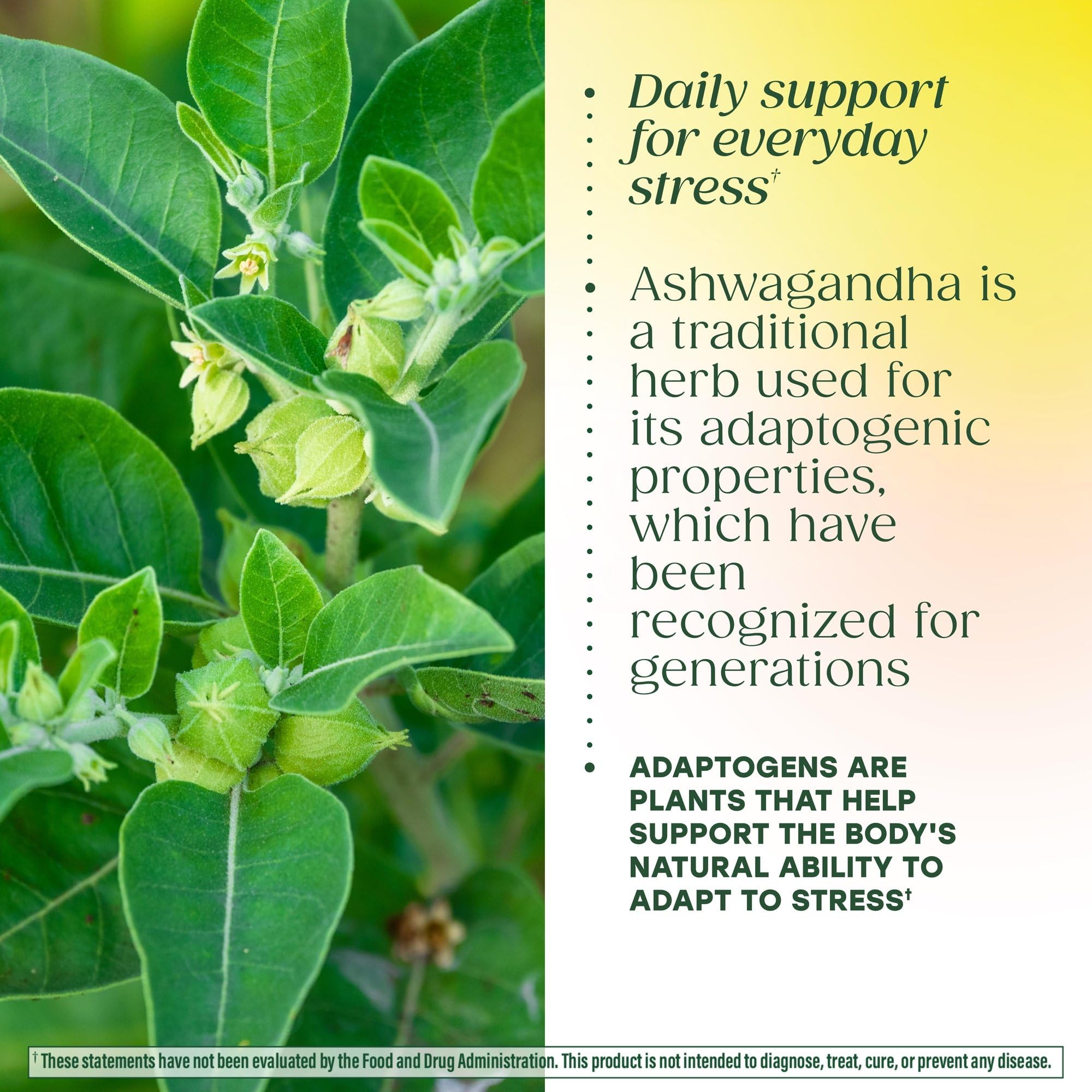 MegaFood Adrenal Strength magnesium glycinate emphasizes calm energy balance