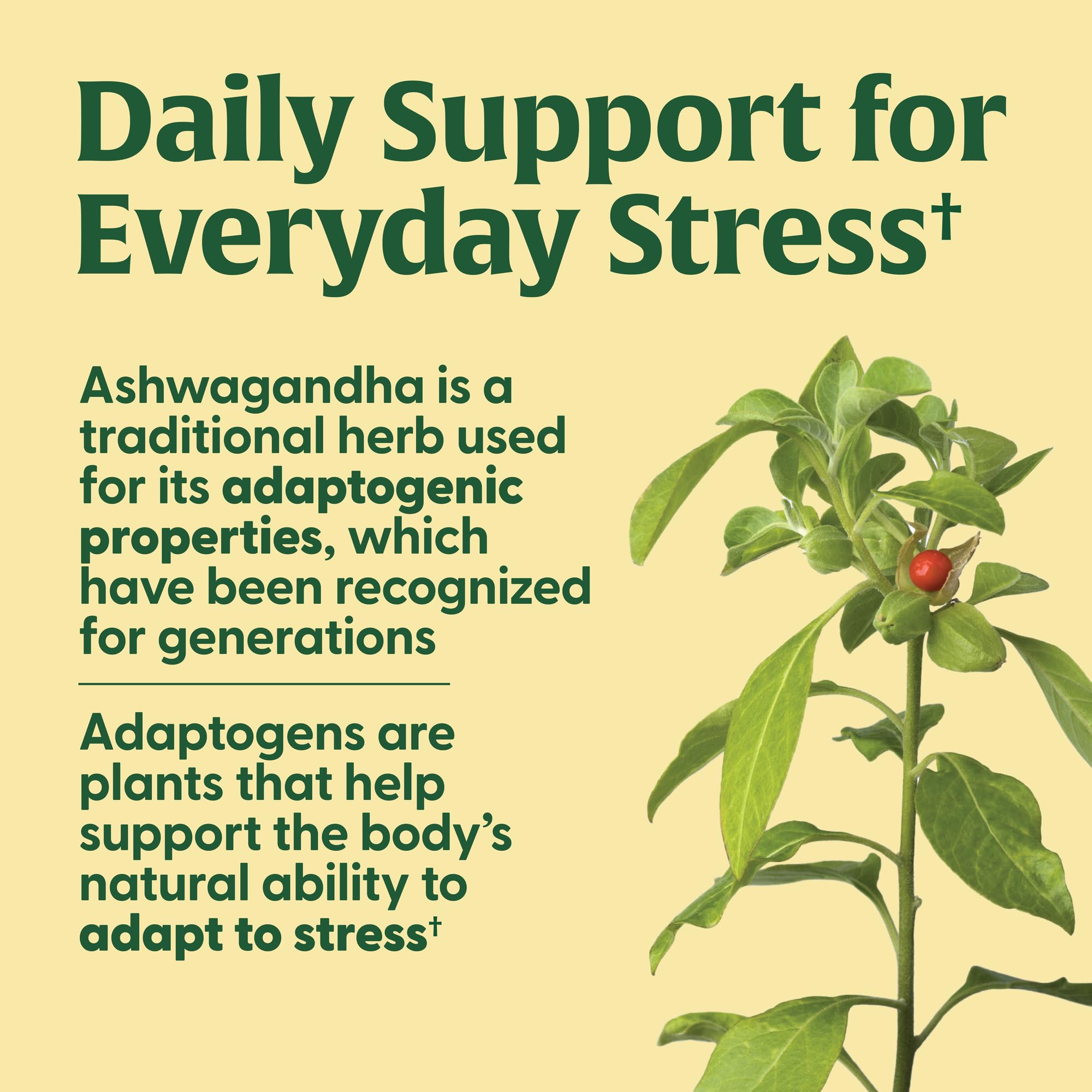 MegaFood Thyroid Strength ashwagandha focus for energy support.