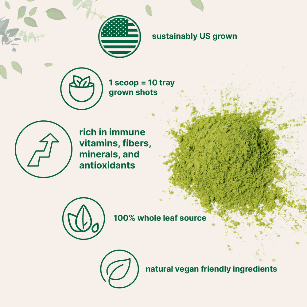 Organic wheatgrass powder close-up emphasizing fresh greens and powder texture.