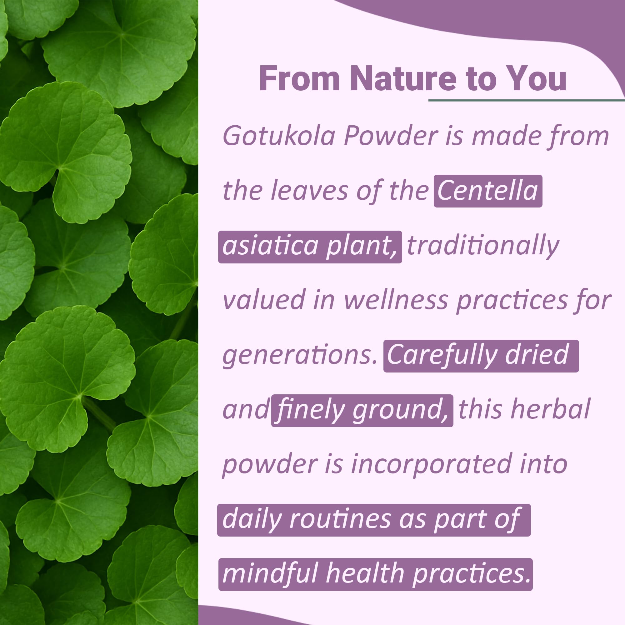 Close-up of Gotu Kola leaves ground into a fine powder ready to blend.