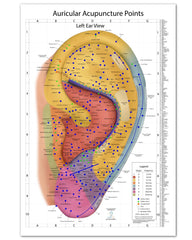 Miridia Comprehensive Auriculotherapy Wall Chart left ear view with 240+ points for quick clinical reference.