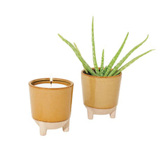 Modern Sprout Glow and Grow aloe seeds pack for quick home planting.