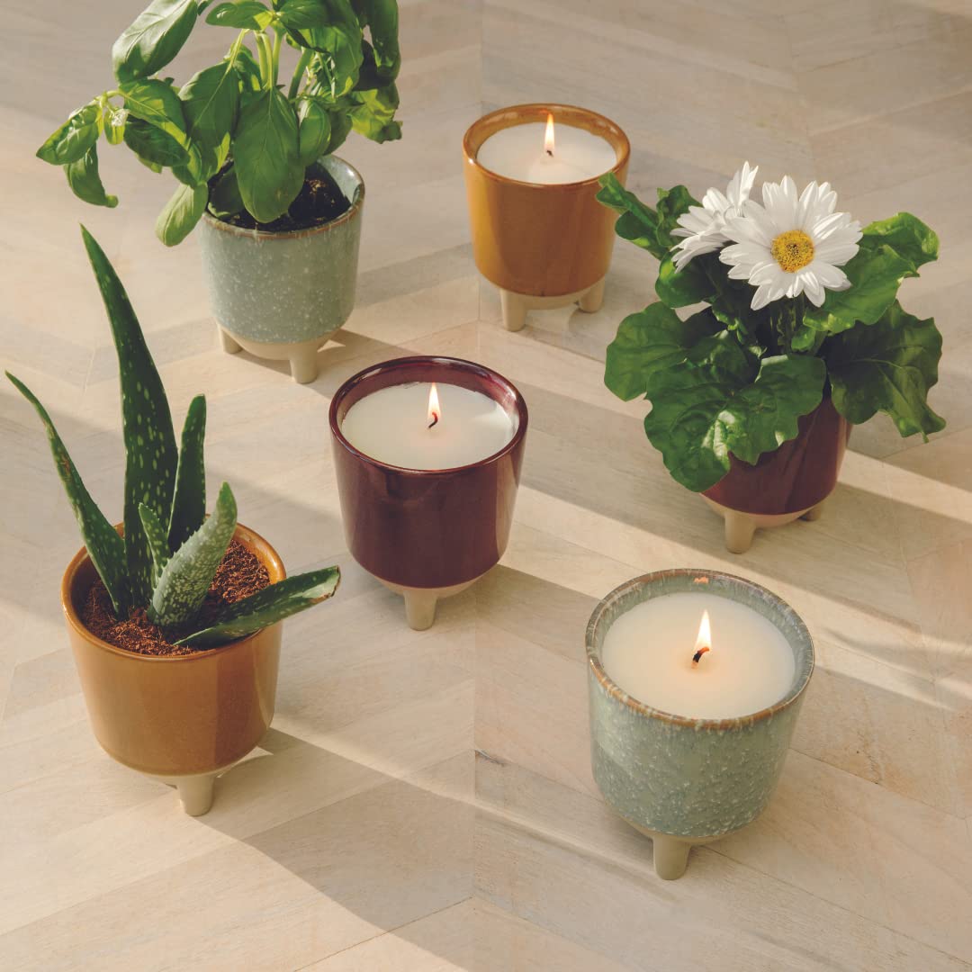 Modern Sprout Glow and Grow package includes aloe seeds and grow medium for easy starting.