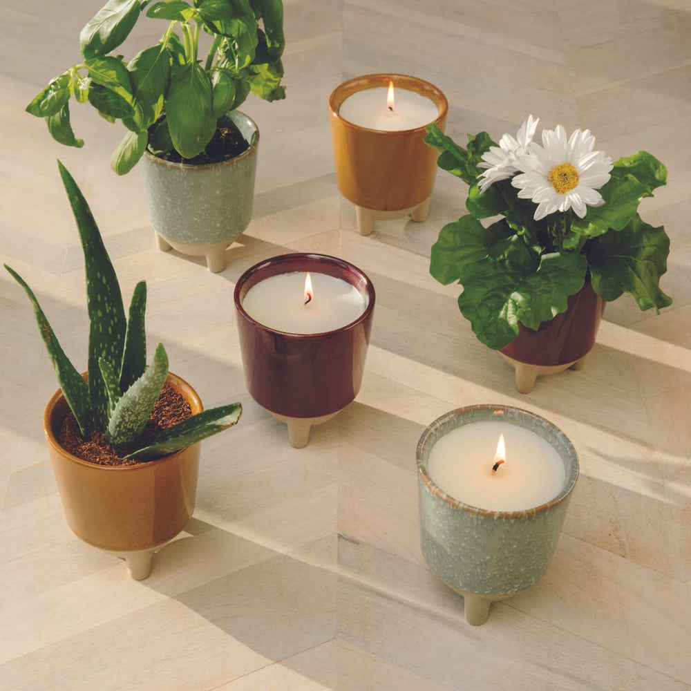 Modern Sprout Glow and Grow package includes aloe seeds and grow medium for easy starting.