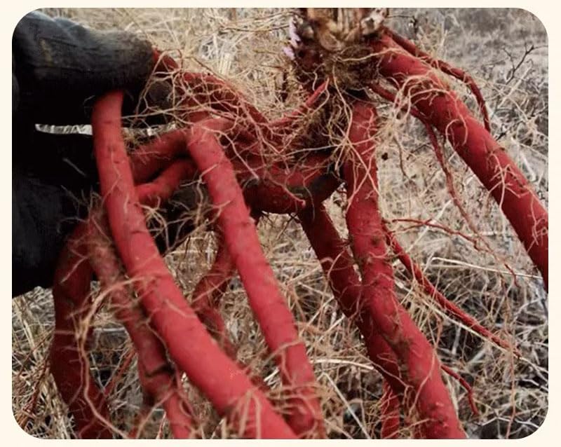MOORCHOCO Red Sage root powder shown with teaspoon for convenient dosage.