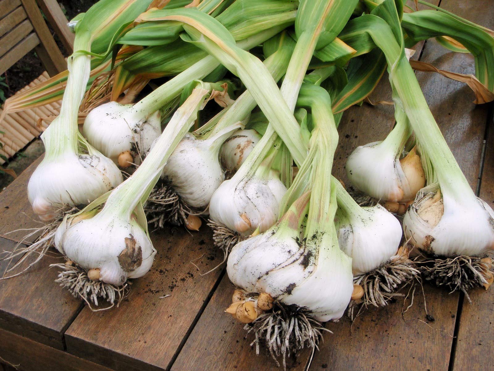 Morel Japanese Garlic 400-count bag supports long-term storage and variety in dishes.