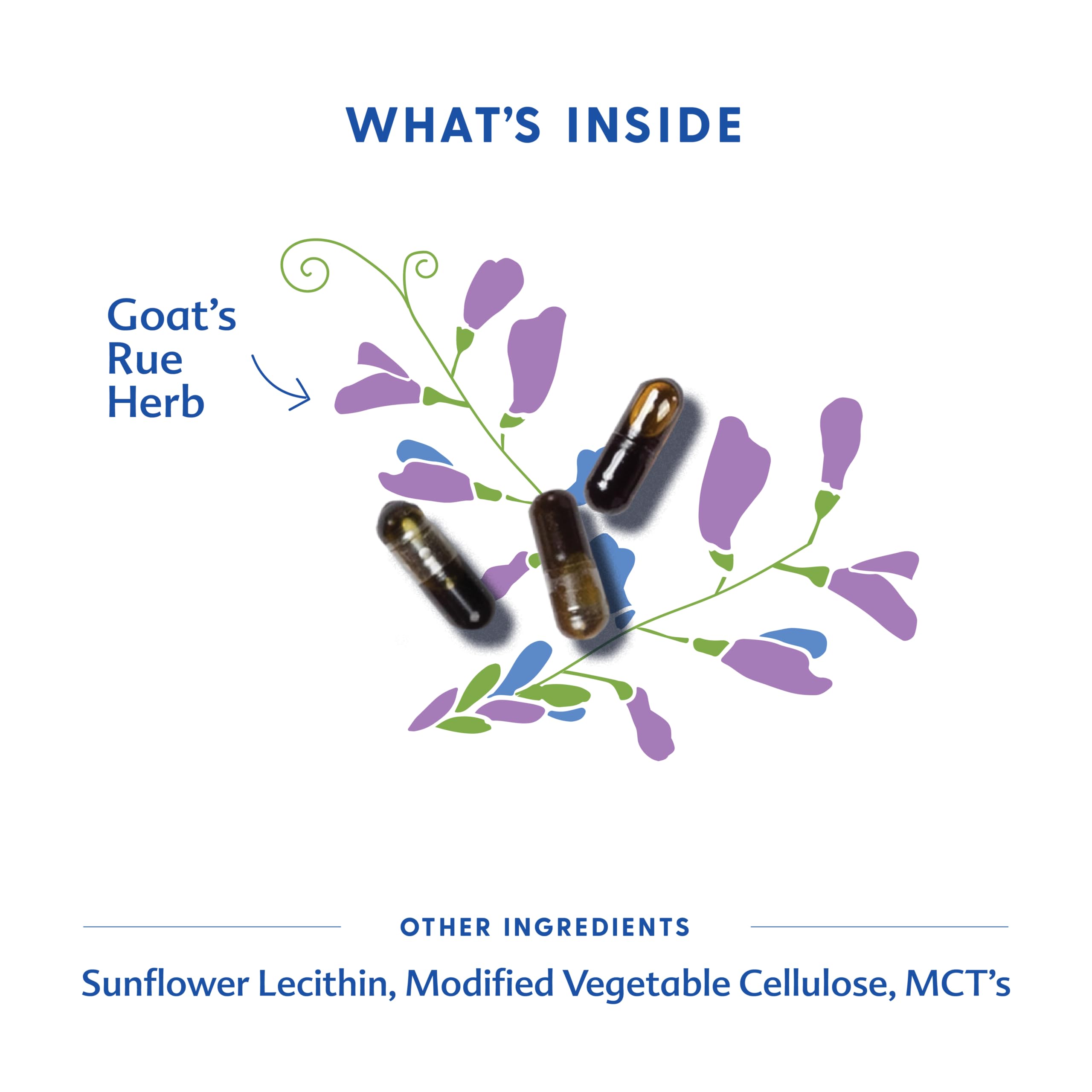 Pouring Goat's Rue capsules from the bottle to illustrate easy daytime dosing.