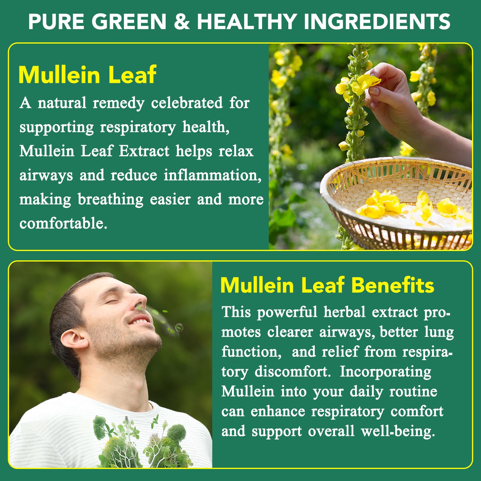 MXCZBSM Mullein Leaf Extract ingredients label close-up