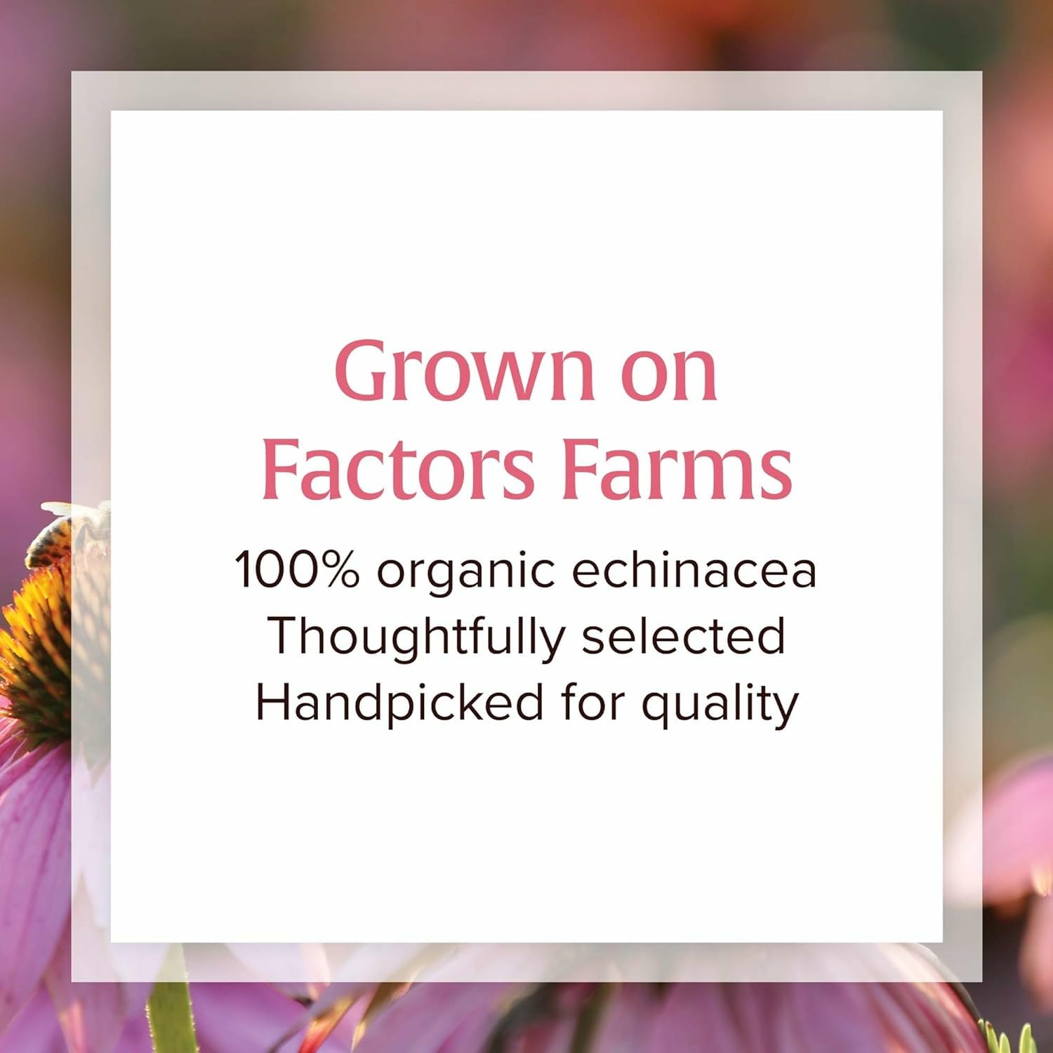 Natural Factors Anti-V Formula softgel capsules on a light surface.