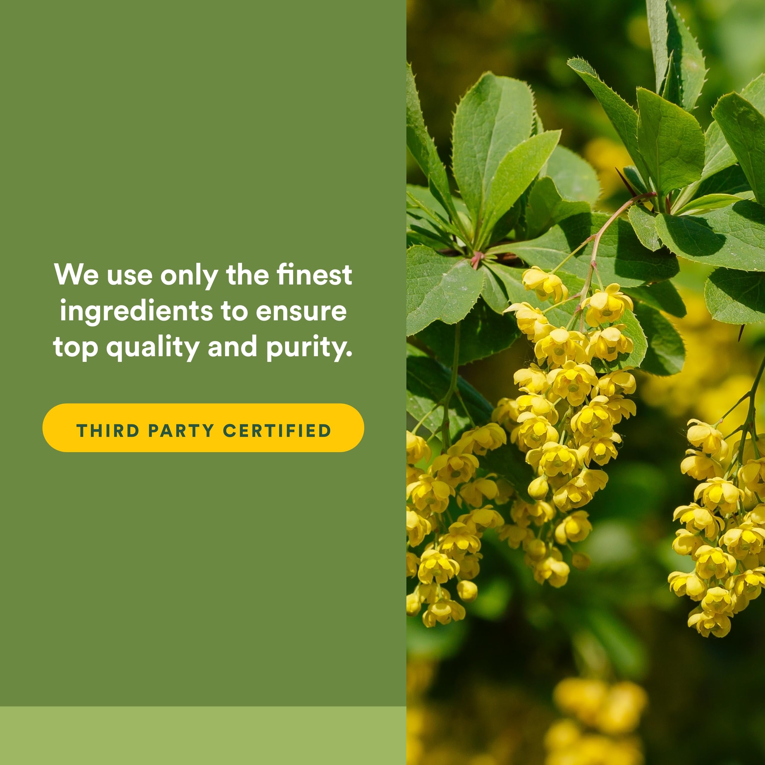Natural Factors Berberine LipoMicel gluten-free pack for allergy-friendly use.