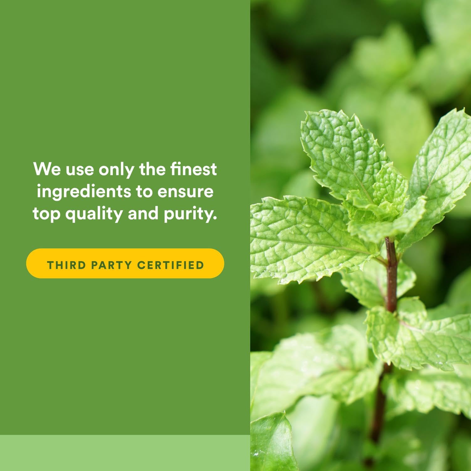 Detail of caraway seed used in Natural Factors formula