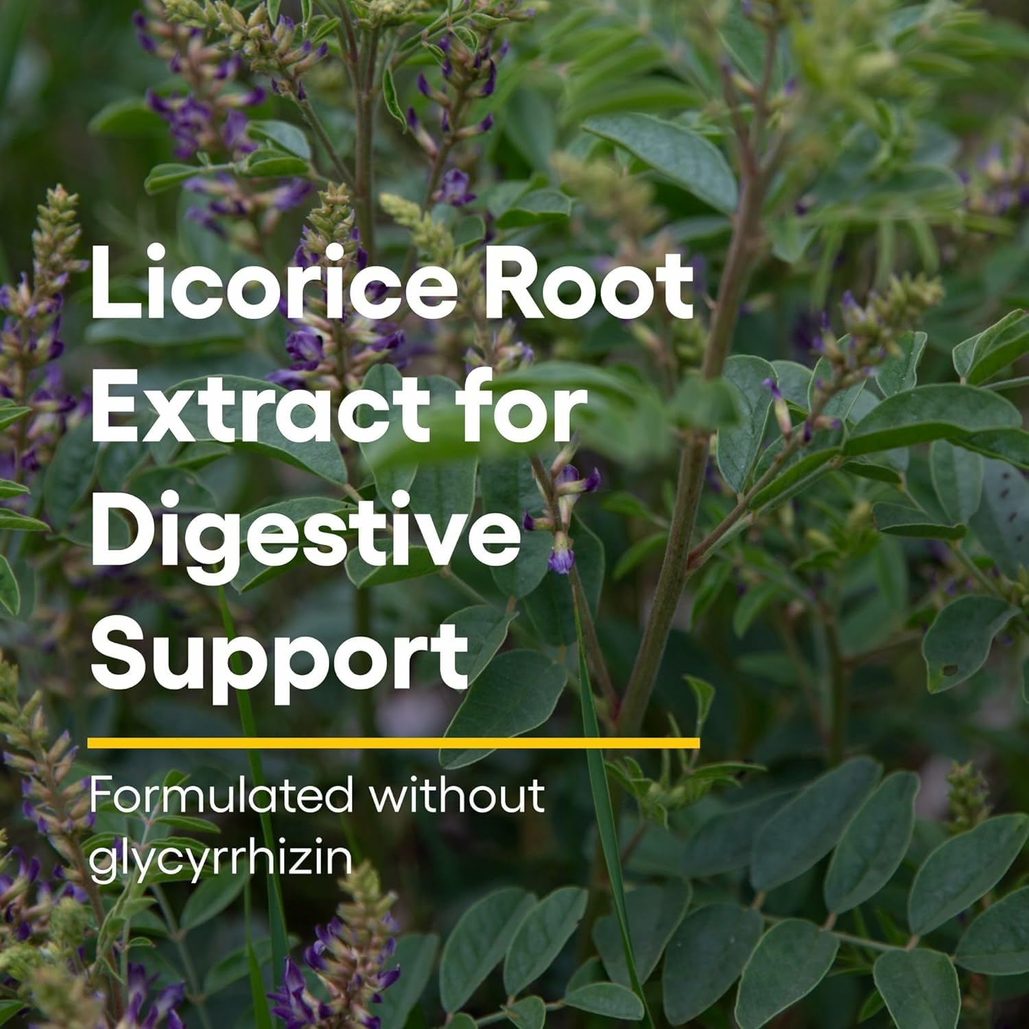 Licorice root extract in Natural Factors formula for digestive support