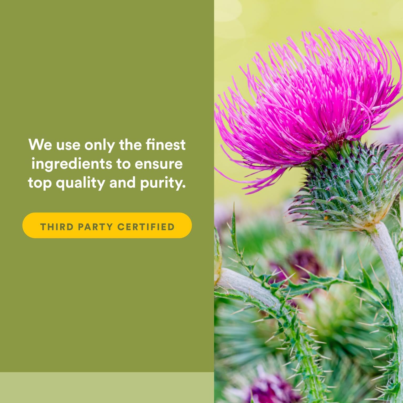 Close-up of milk thistle capsules highlighting vegan, non-GMO purity