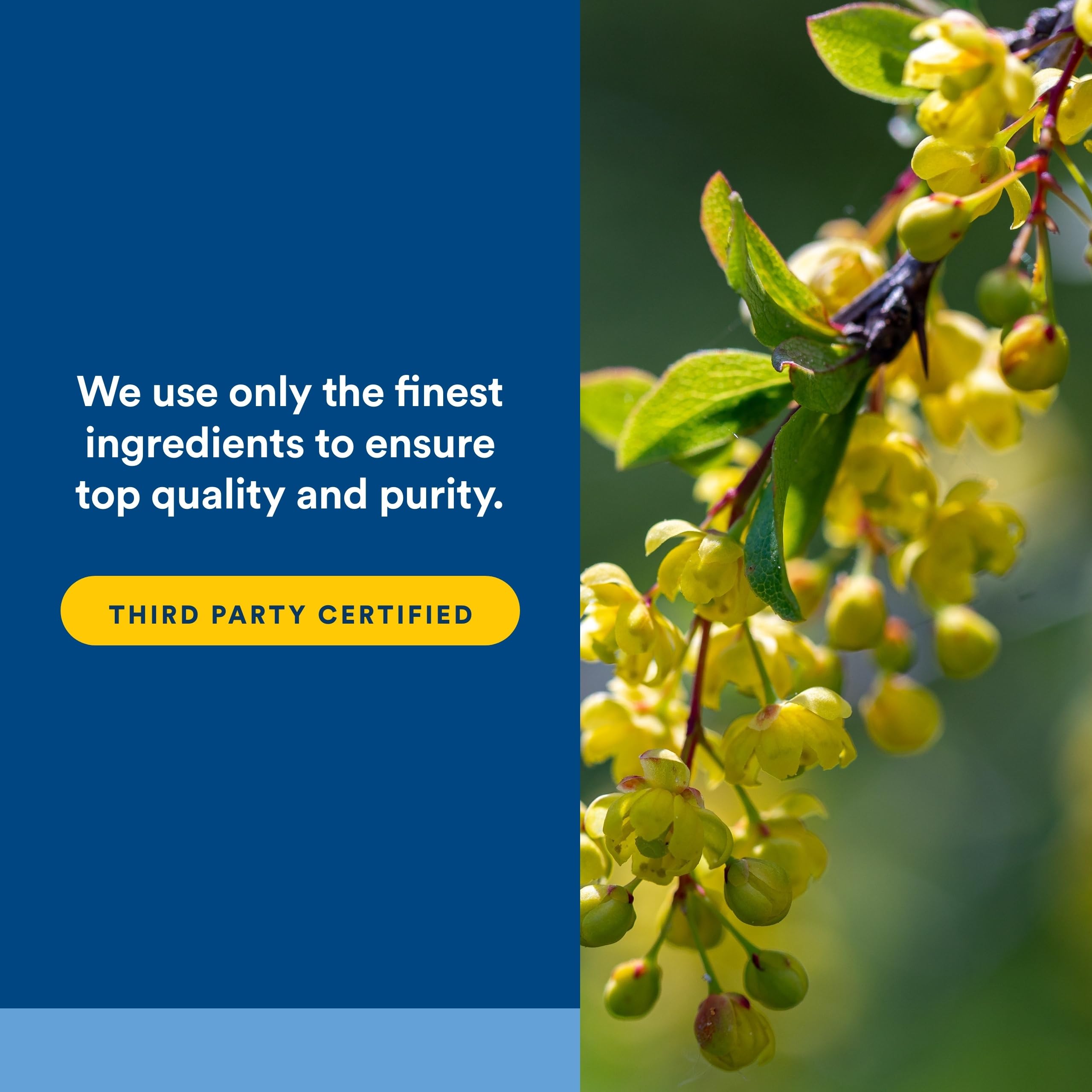 Natural Factors WellBetX Berberine gluten-free packaging symbol