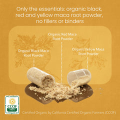 NaturaLife Labs Maca Yellow powder close-up showing blend texture.