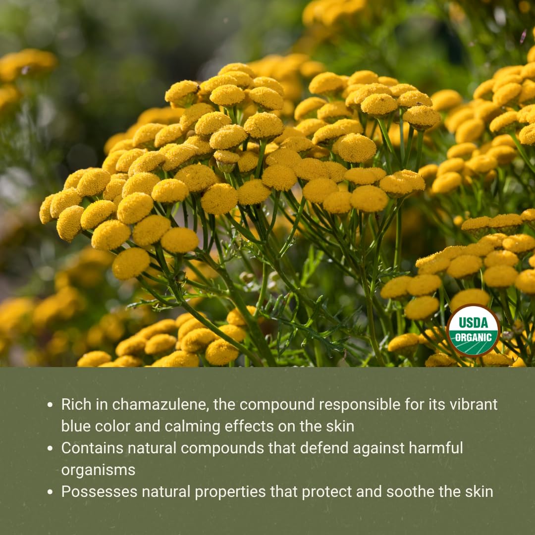 Nature Packaged Blue Tansy oil in diffuser setup for calming ambience.