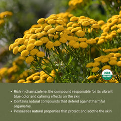 Nature Packaged Blue Tansy oil in diffuser setup for calming ambience.