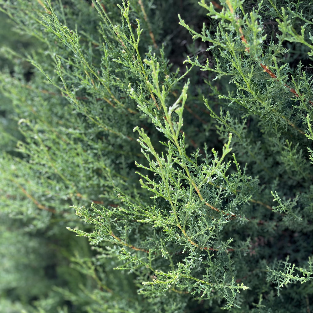 Nature Packaged Cypress field-mediterranean-terroir reflecting craftsmanship.