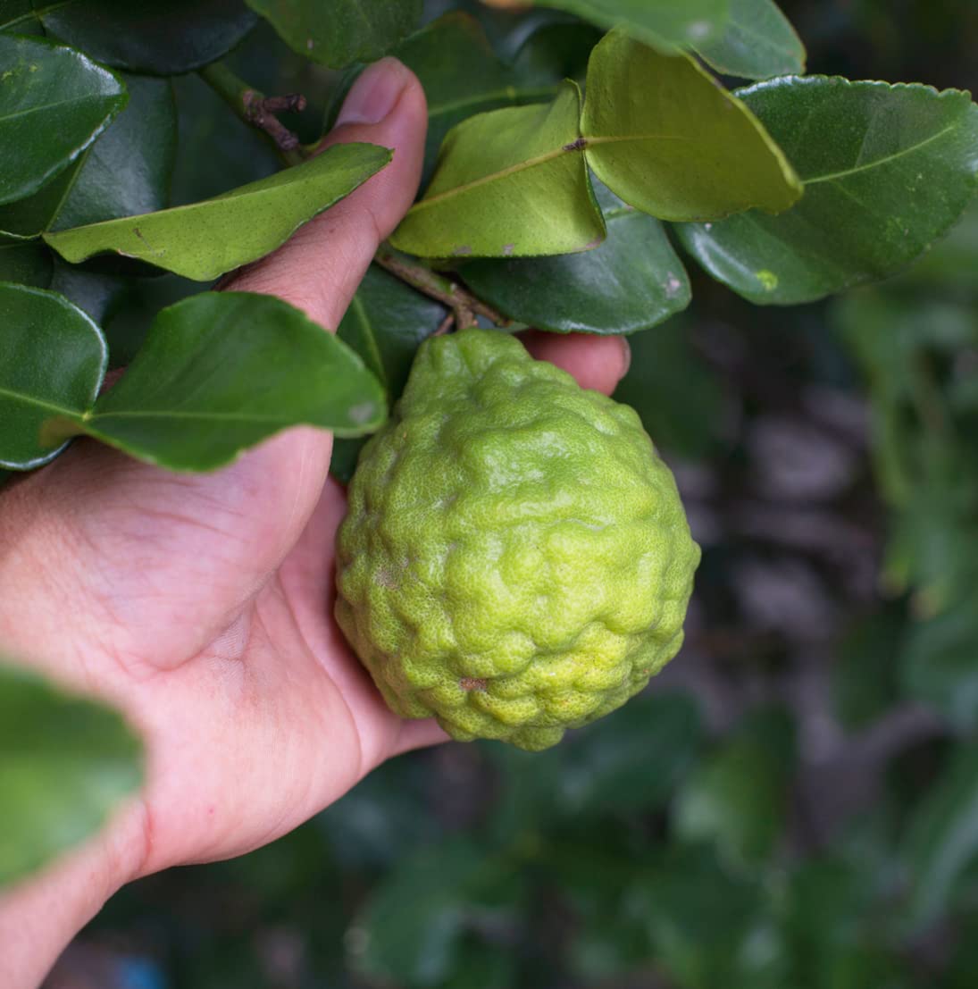 Nature Packaged diffuser mist with bergamot aroma at home