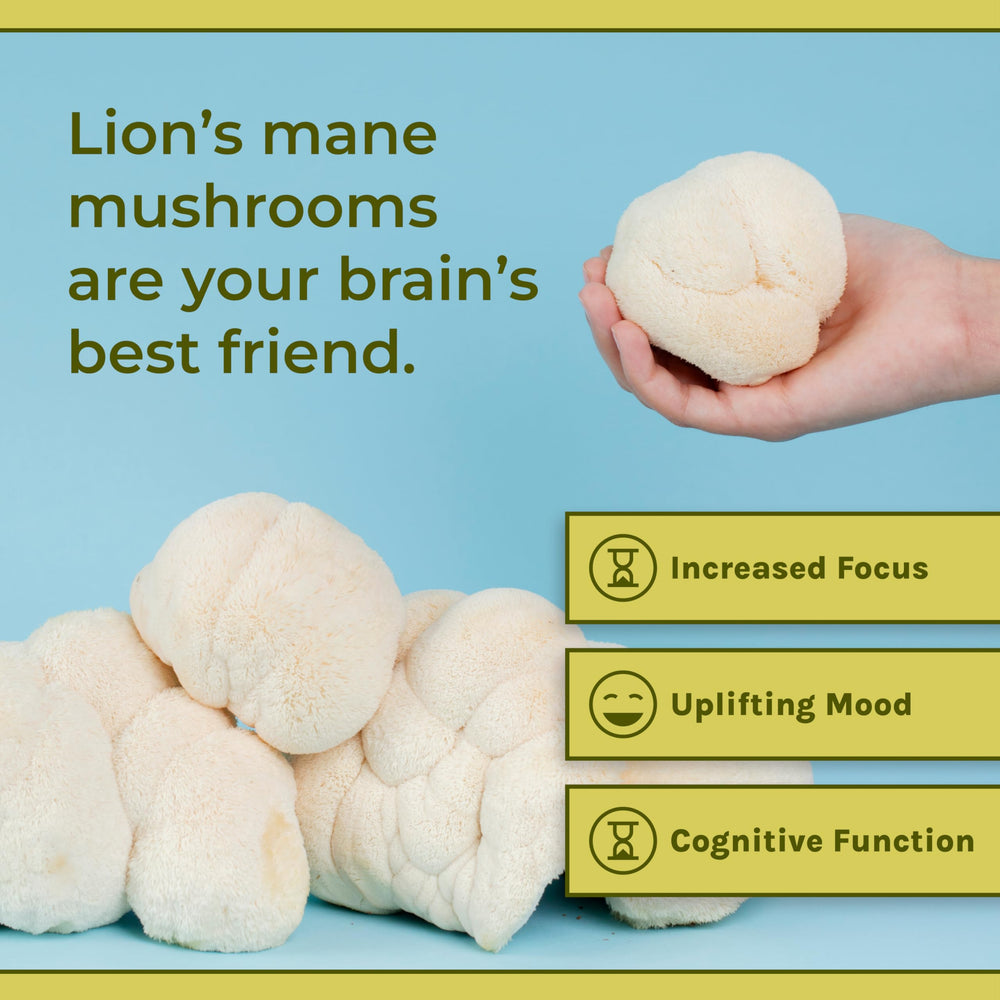Naturealm Lion’s Mane capsules daily-dose display suggests consistent use
