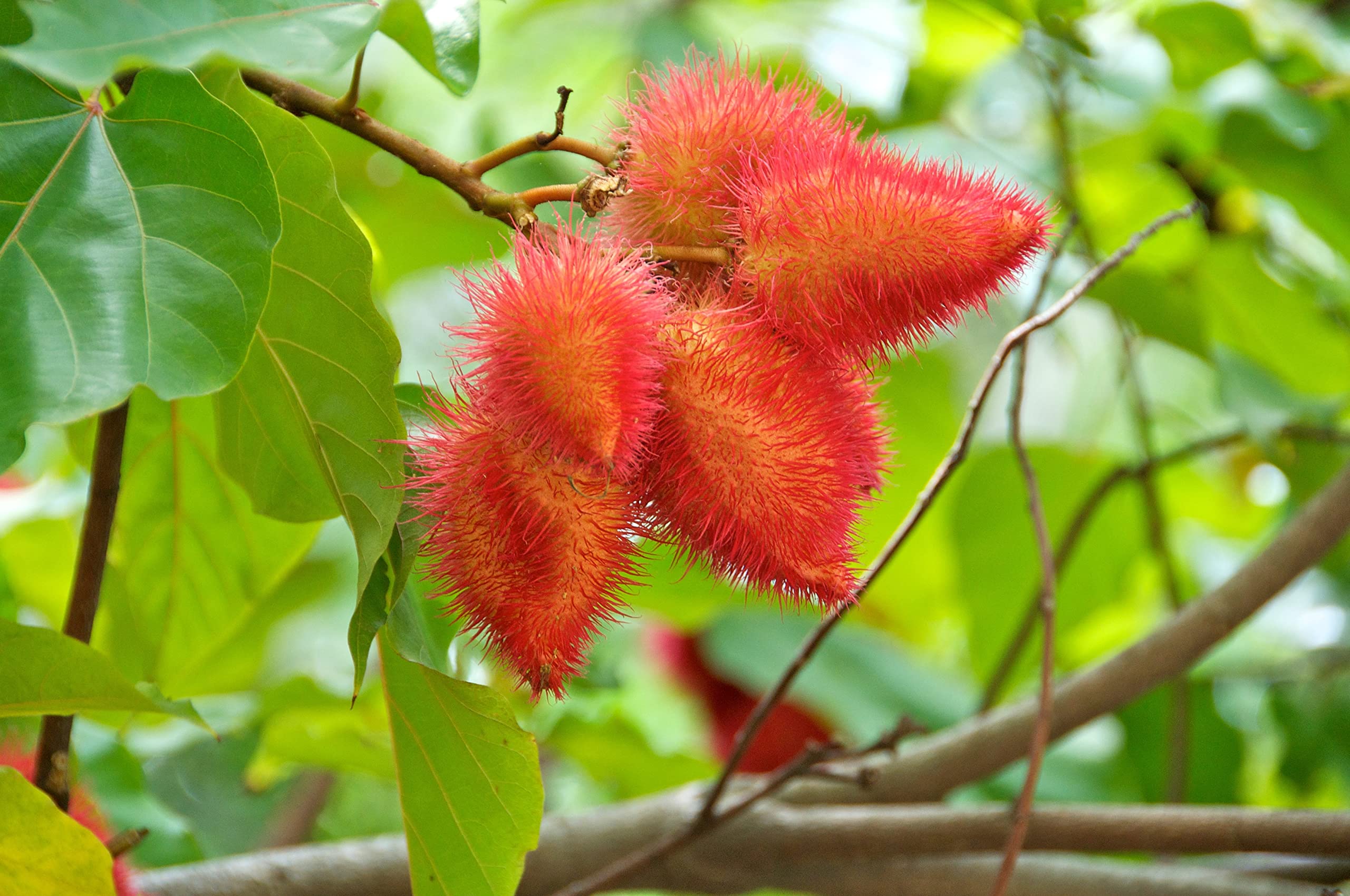 Naturejam annatto origin from India, Guatemala, and Peru