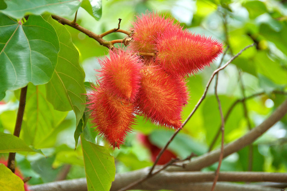 Naturejam annatto origin from India, Guatemala, and Peru