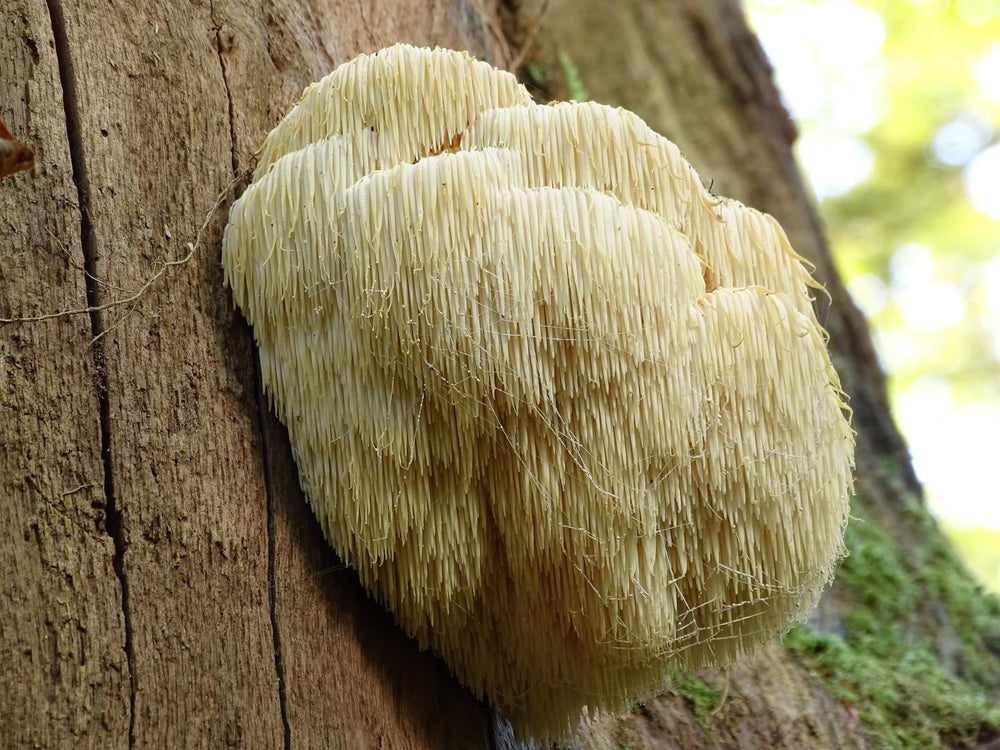 Naturejam Lions Mane powder enhances baking with a deep, savory depth.