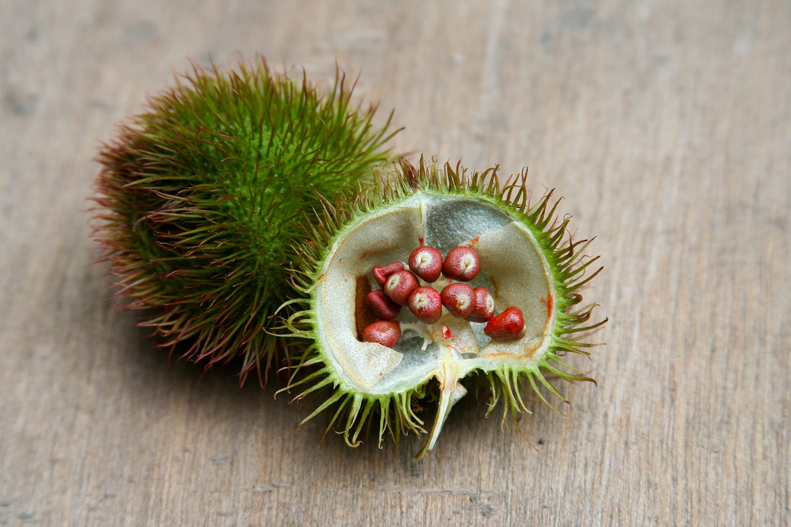 Naturejam tocotrienol-rich annatto powder as a premium ingredient