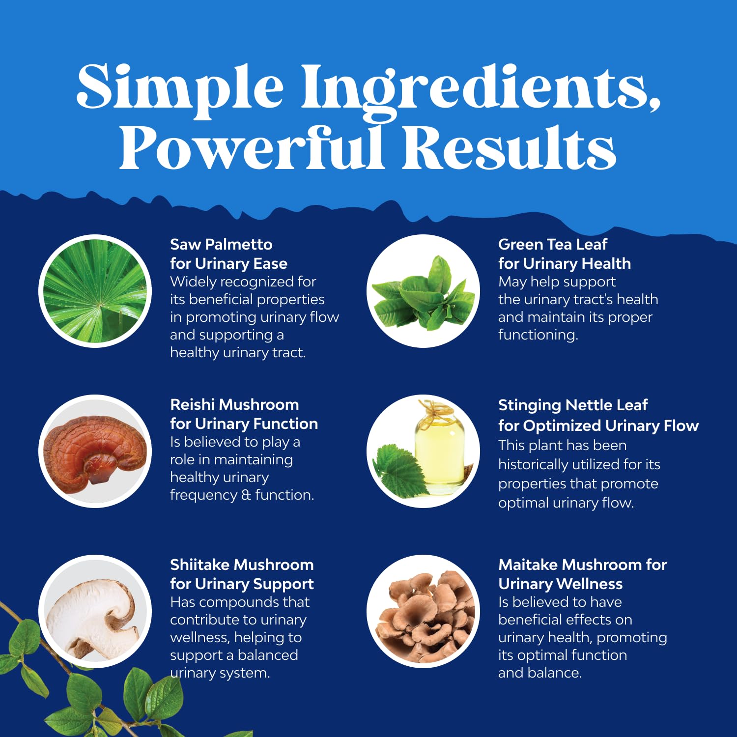 Natures Craft Green Tea extract capsules for overall wellness