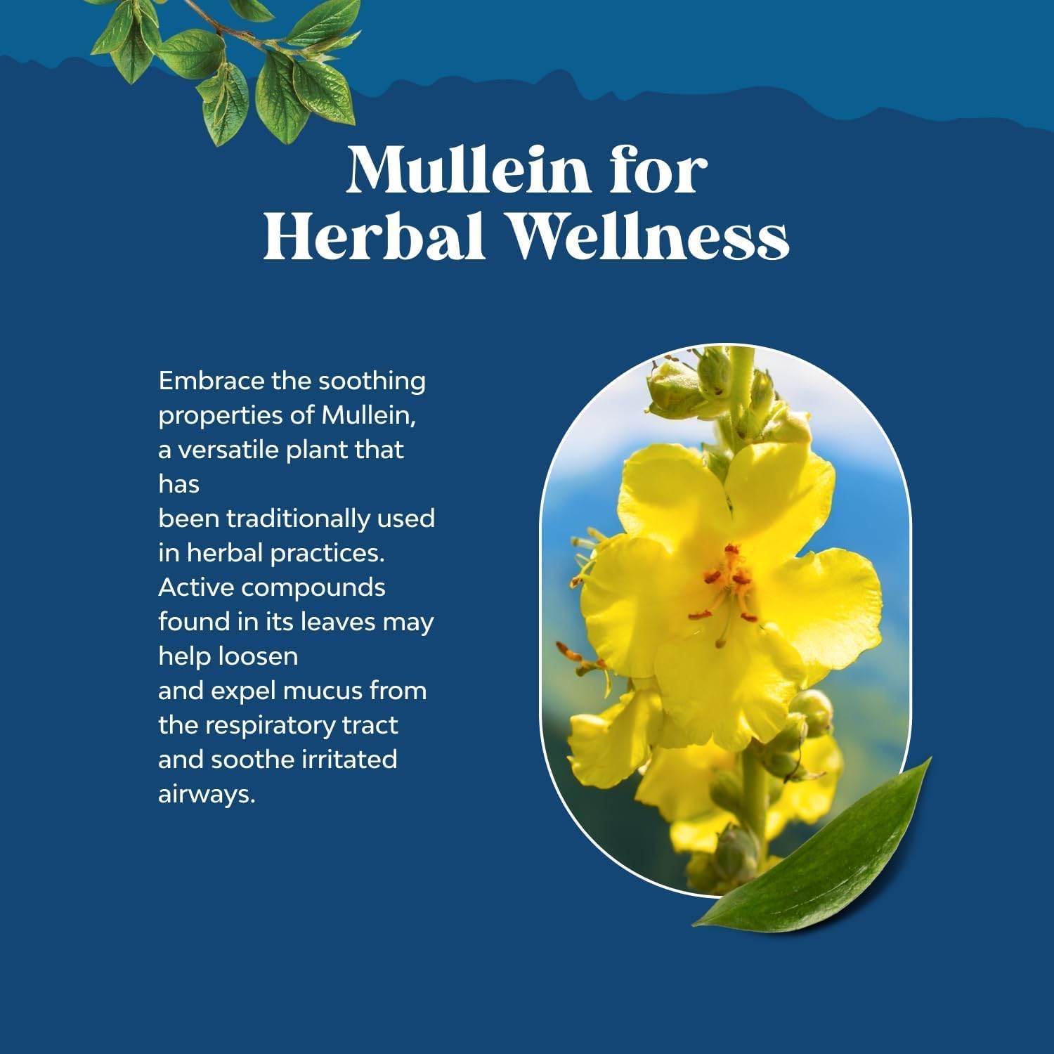 Natures Craft Mullein Drops packaging showcases vegan, non-GMO, and organic certification.