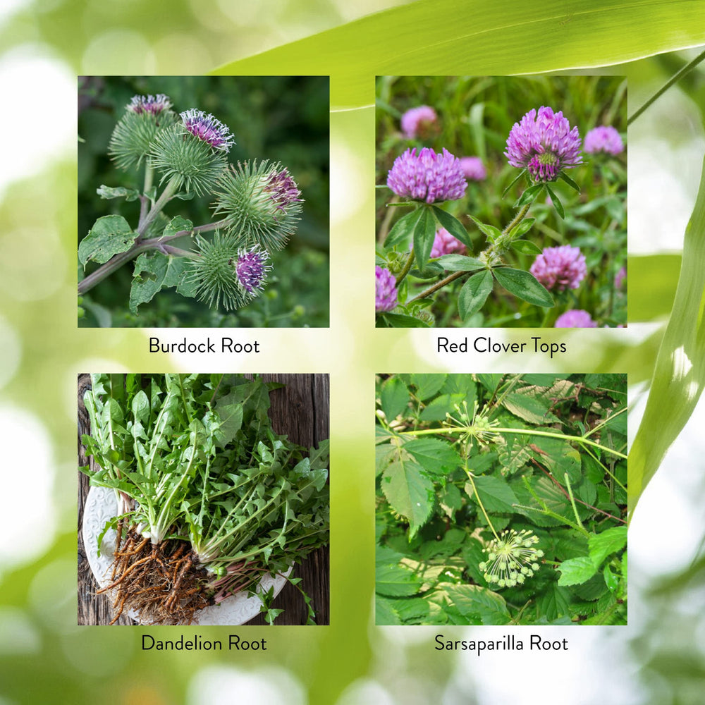 Nature's Sunshine BP-X ingredient blend closeup with burdock, dandelion, sarsaparilla.