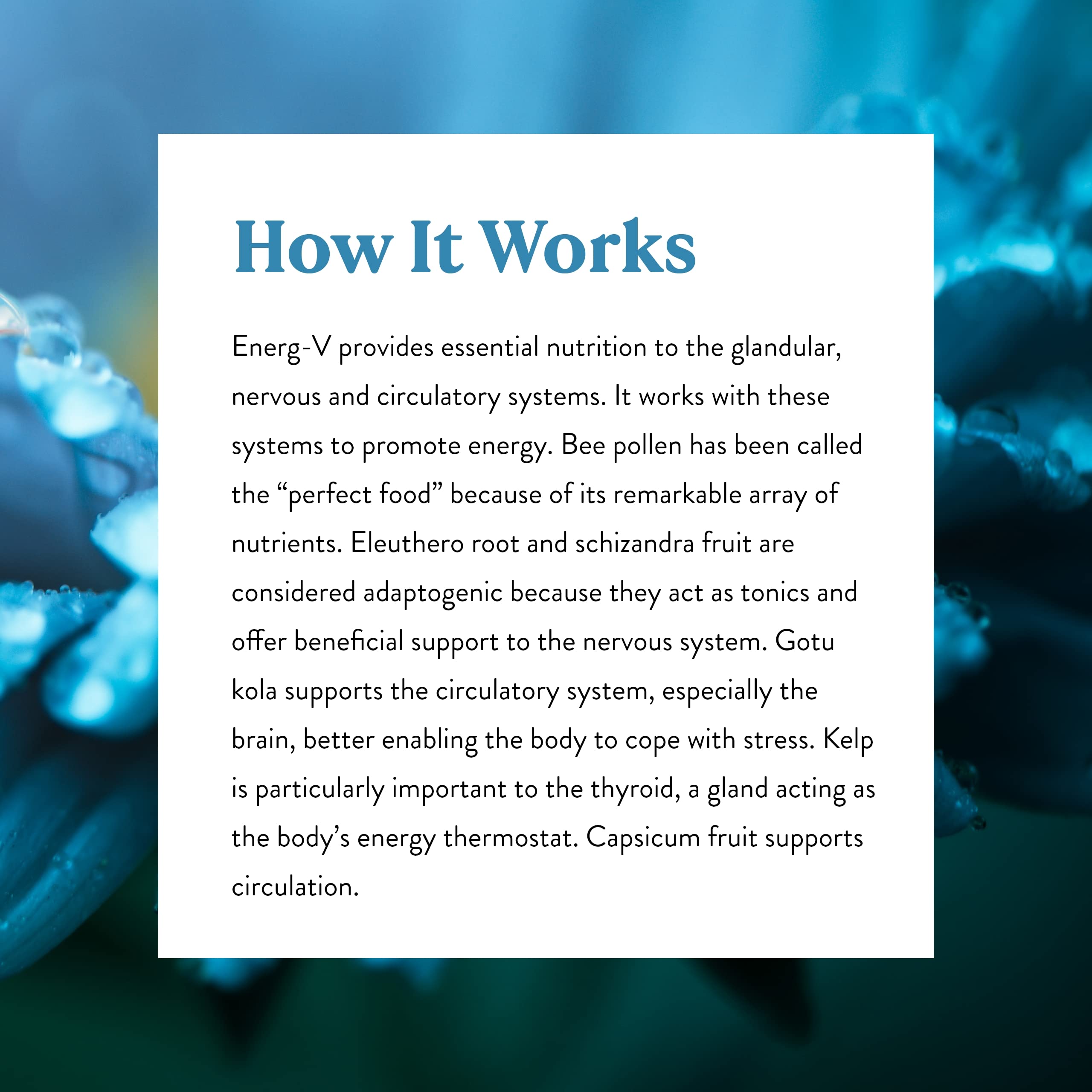 Nature's Sunshine Energ-V capsules with ingredients graphic highlight the blend