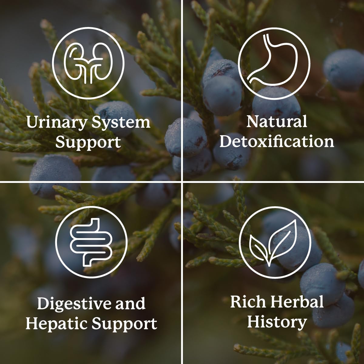 Nature's Sunshine Kidney Activator herbal ingredients include juniper berries and dandelion for cleansing.