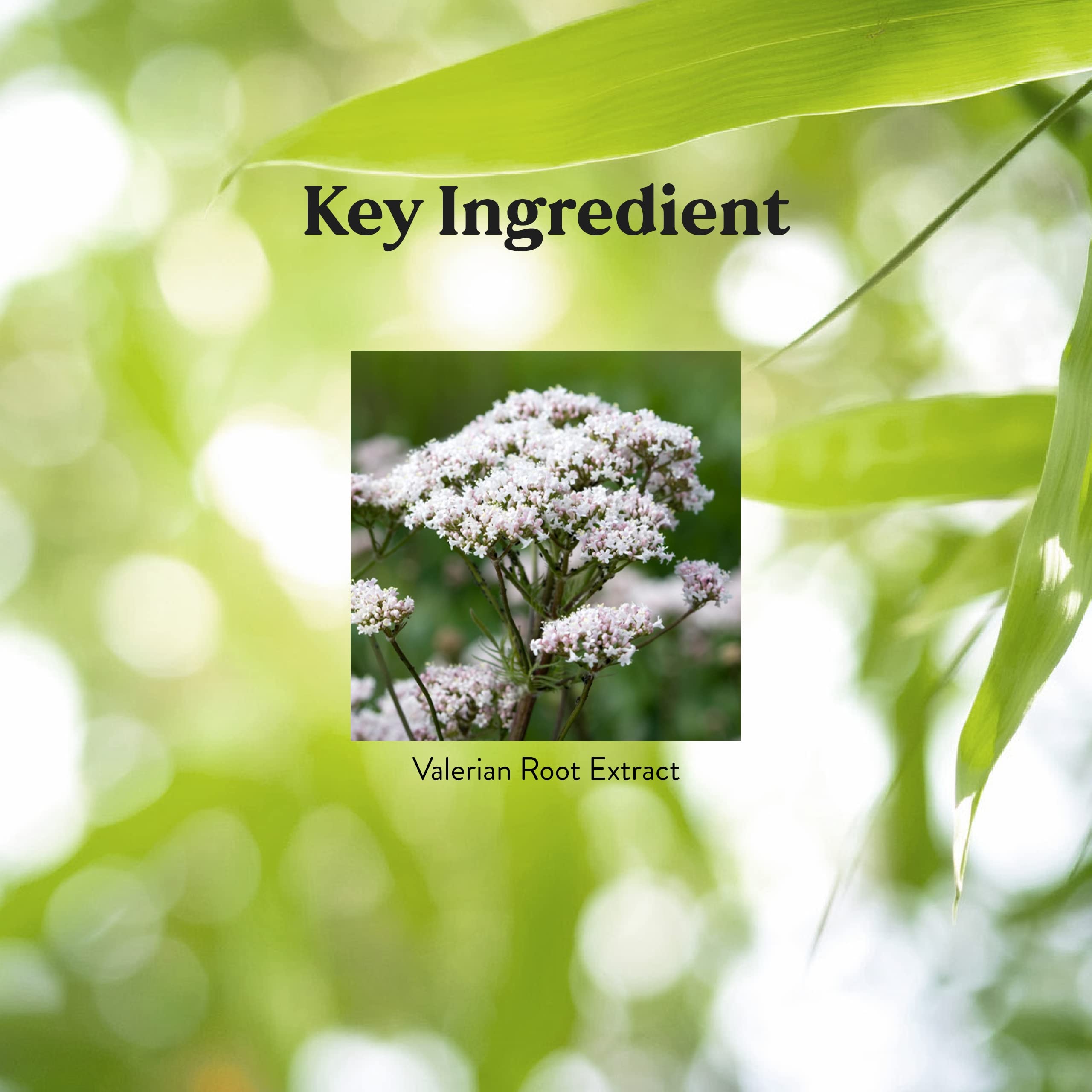 Box packaging for Nature's Sunshine Valerian Root highlighting traditional sleep and calm use.