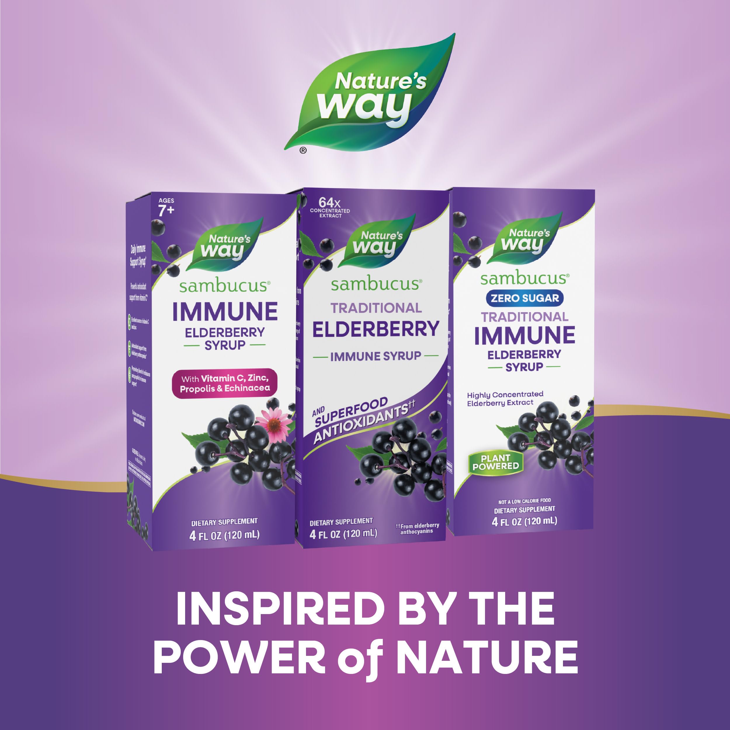 Europe harvest scene emphasizes premium elderberries used in the syrup.
