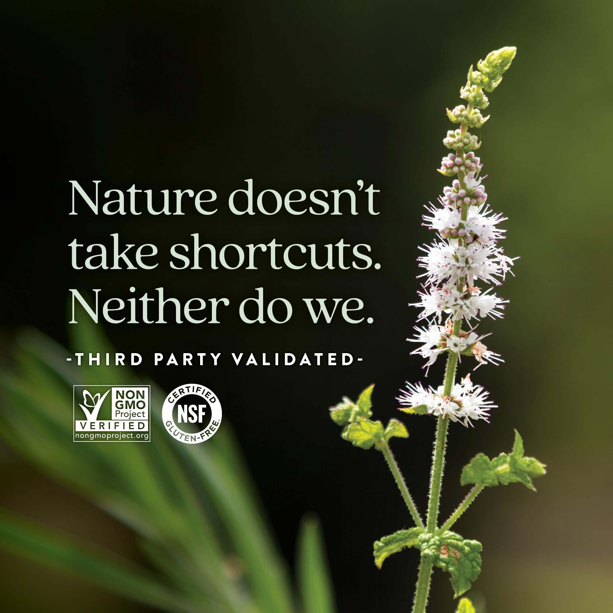 New Chapter Estrotone vitex herb image indicates balance