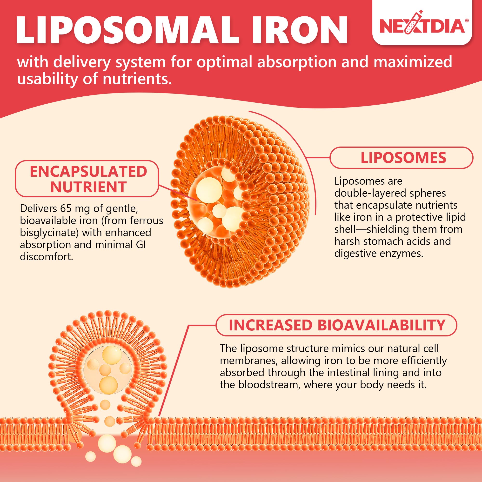 Copper and turmeric in Nextdia iron balance minerals and support digestive comfort.