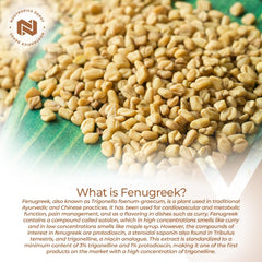 Nootropics Depot fenugreek extract label front signaling purity and potency.