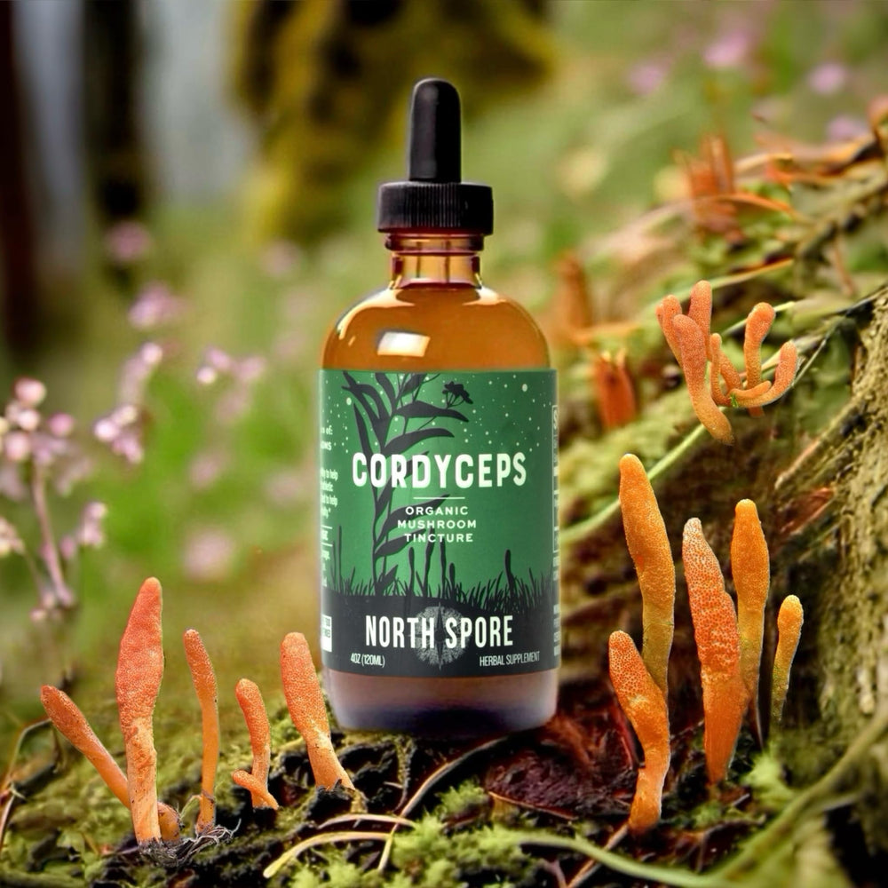 Measured dropper of North Spore tincture showing precise dosing for endurance