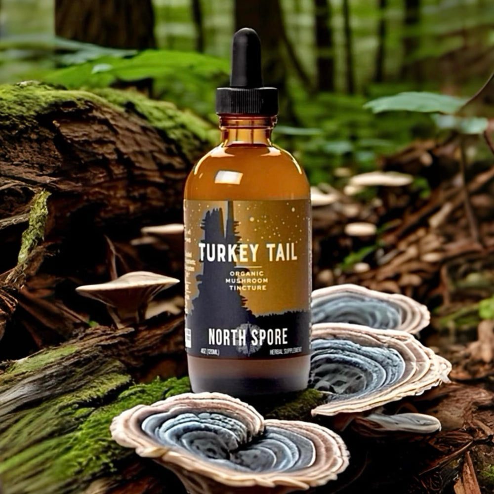 North Spore Turkey Tail Tincture liquid in glass ideal for under-tongue use.